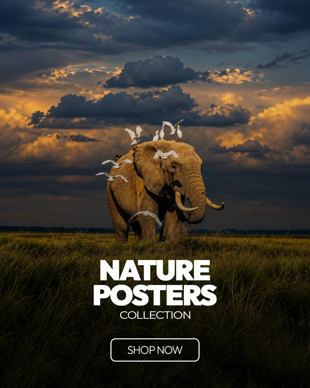 NATURE-POSTERS BLUMUN